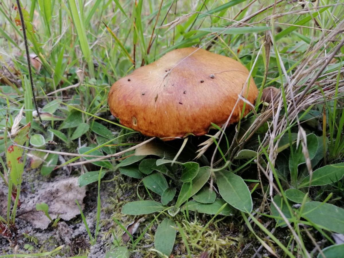 Agroturystyka Pod Dobrymi Skrzydlami Wiski Bagian luar foto